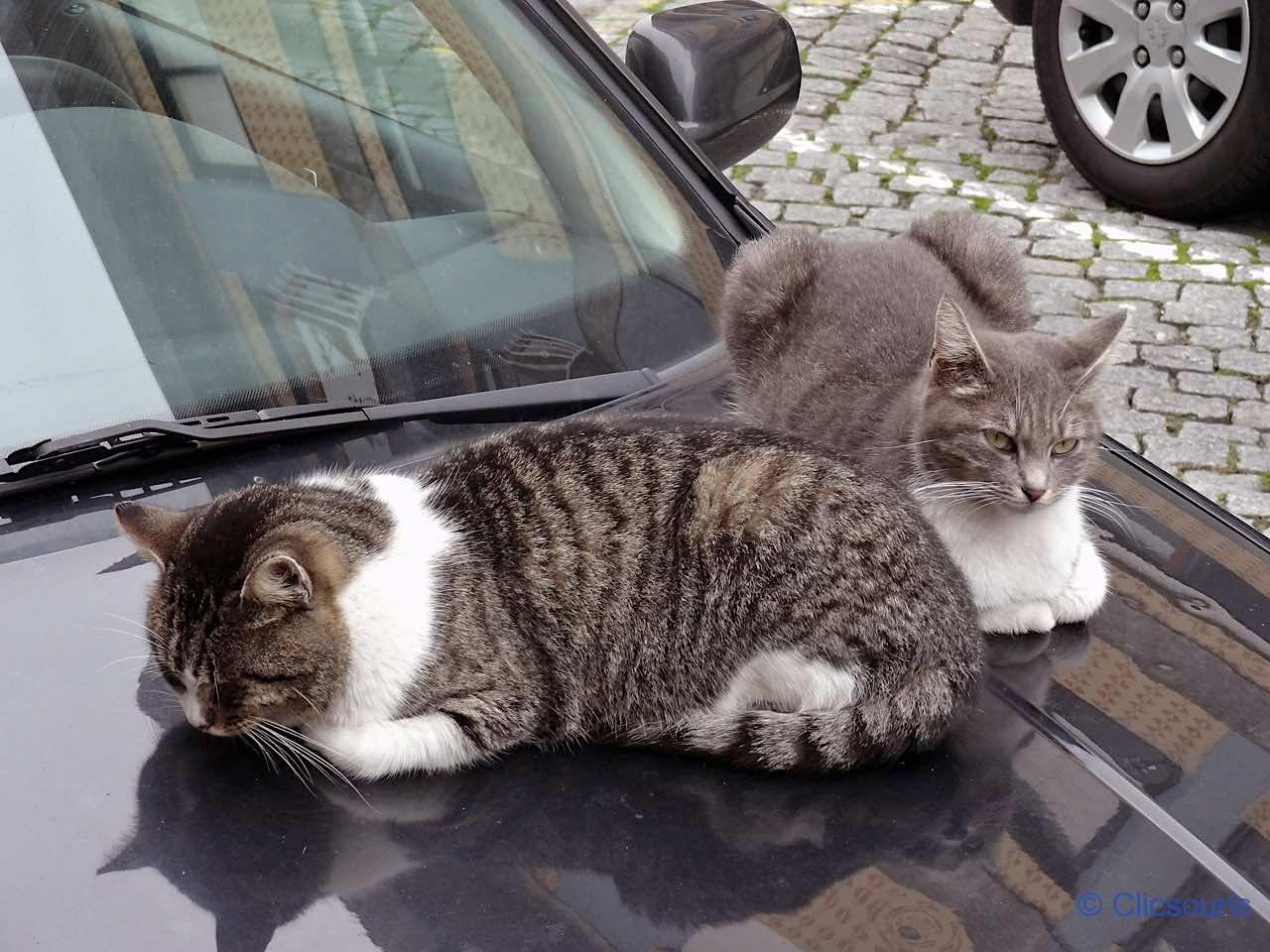 chats à Porto