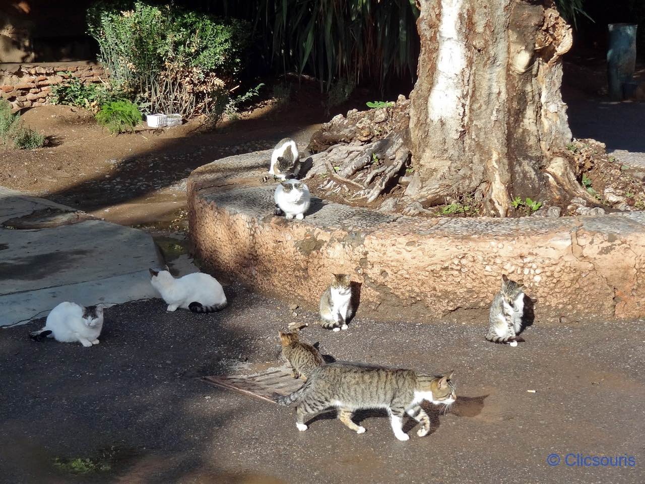 chats à Marrakech