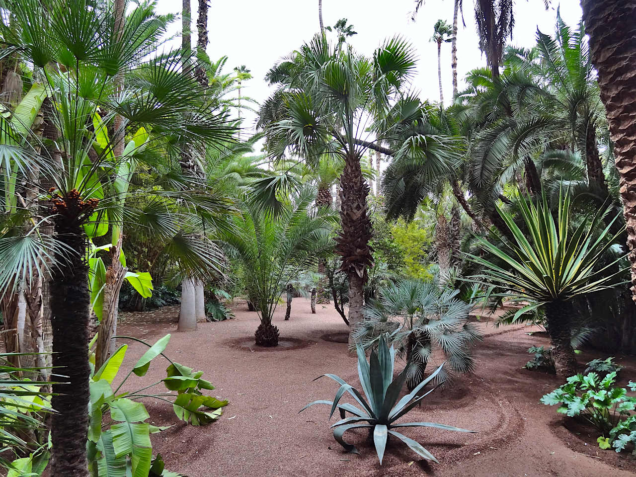 jardin Majorelle à Marrakech