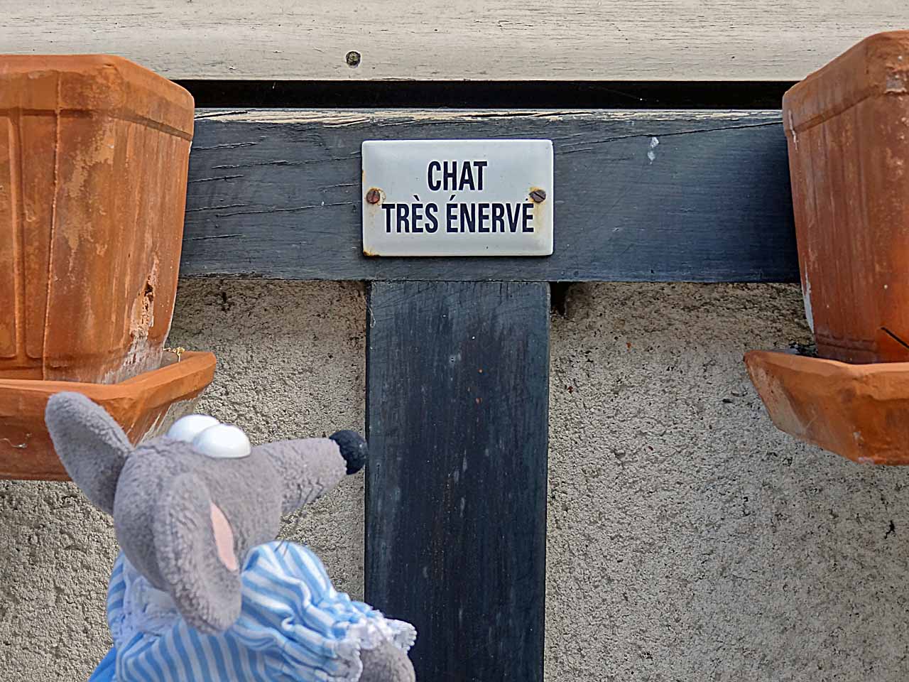 Plaque "chat très énervé", rue des Écuyers à Chartres