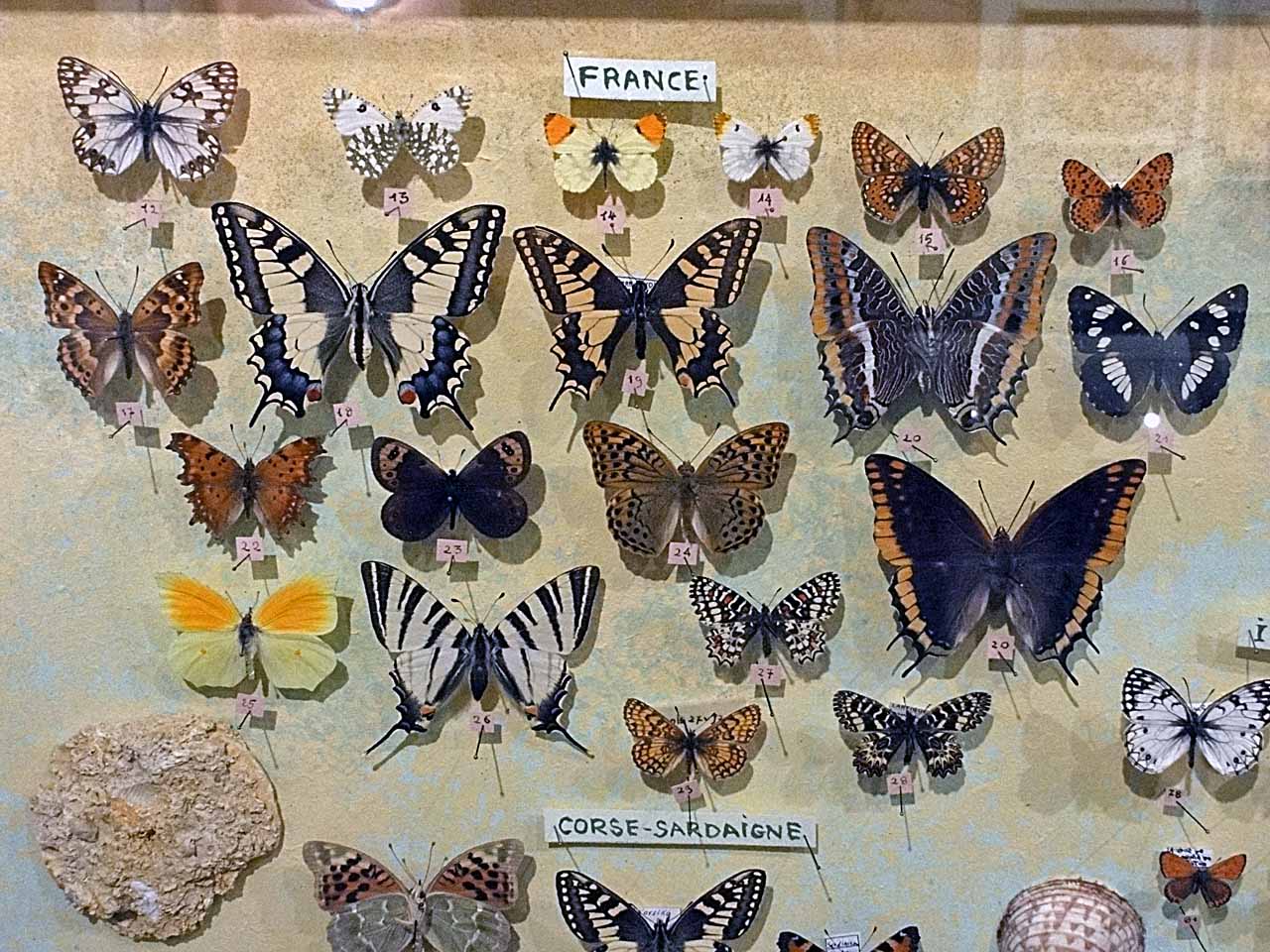 Maison des Papillons à Saint-Tropez