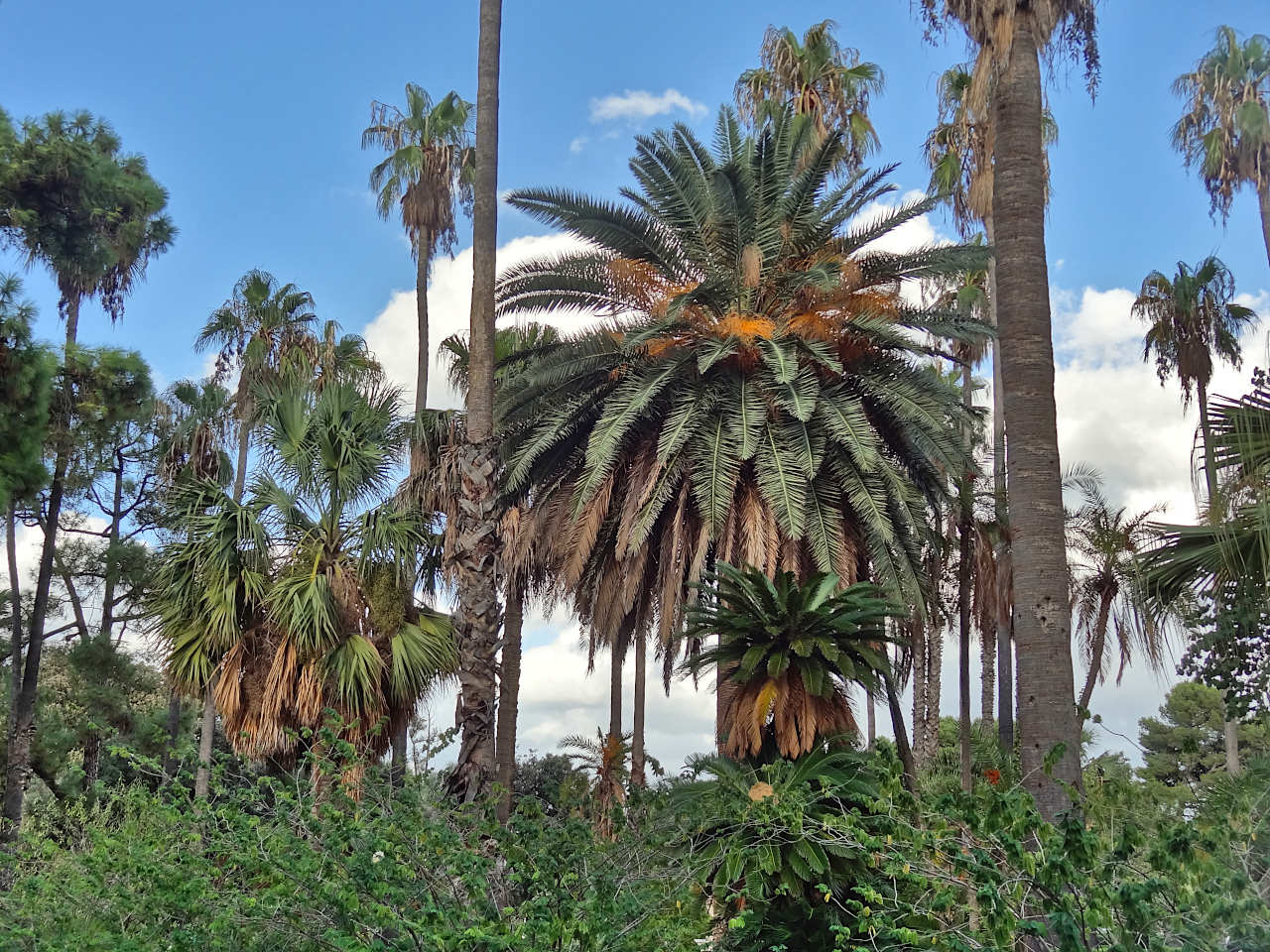 jardin botanique Palerme