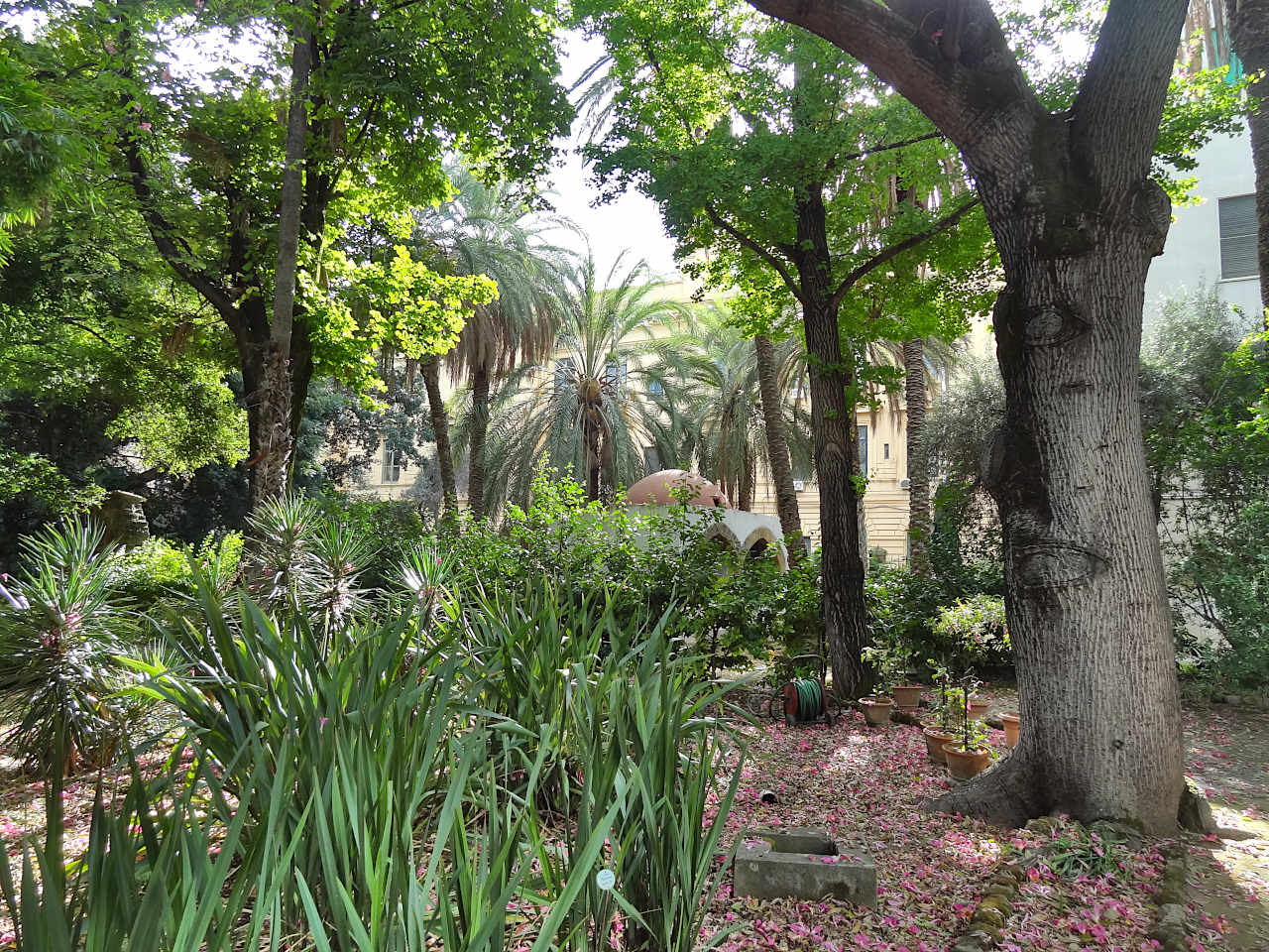 jardin botanique Palerme