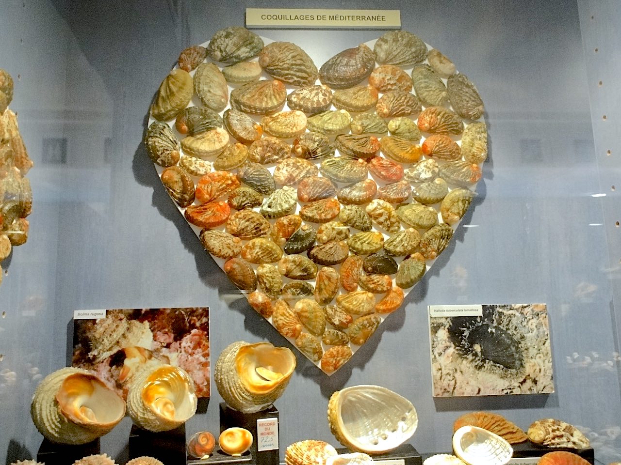 musée des coquilles de Saint-Jean-Cap-Ferrat