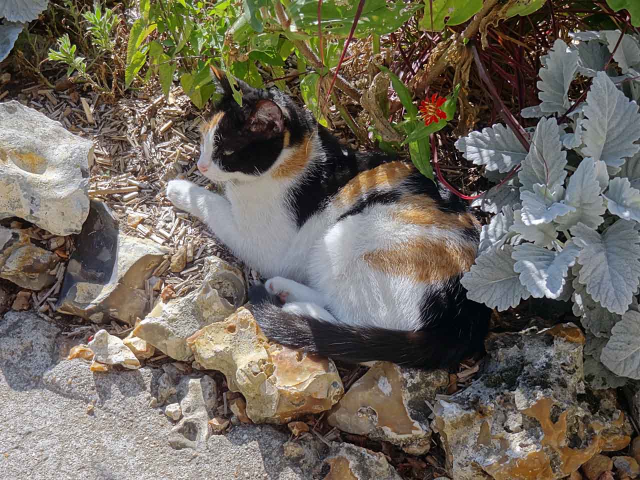 Chat dans le jardin de la maison Picassiette à Chartres