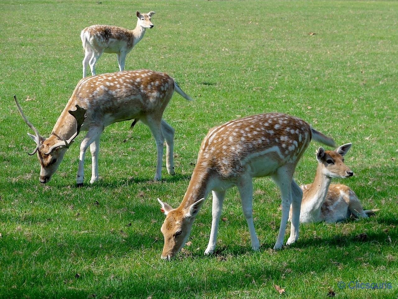 zoo du parc de la Tête d'Or à Lyon