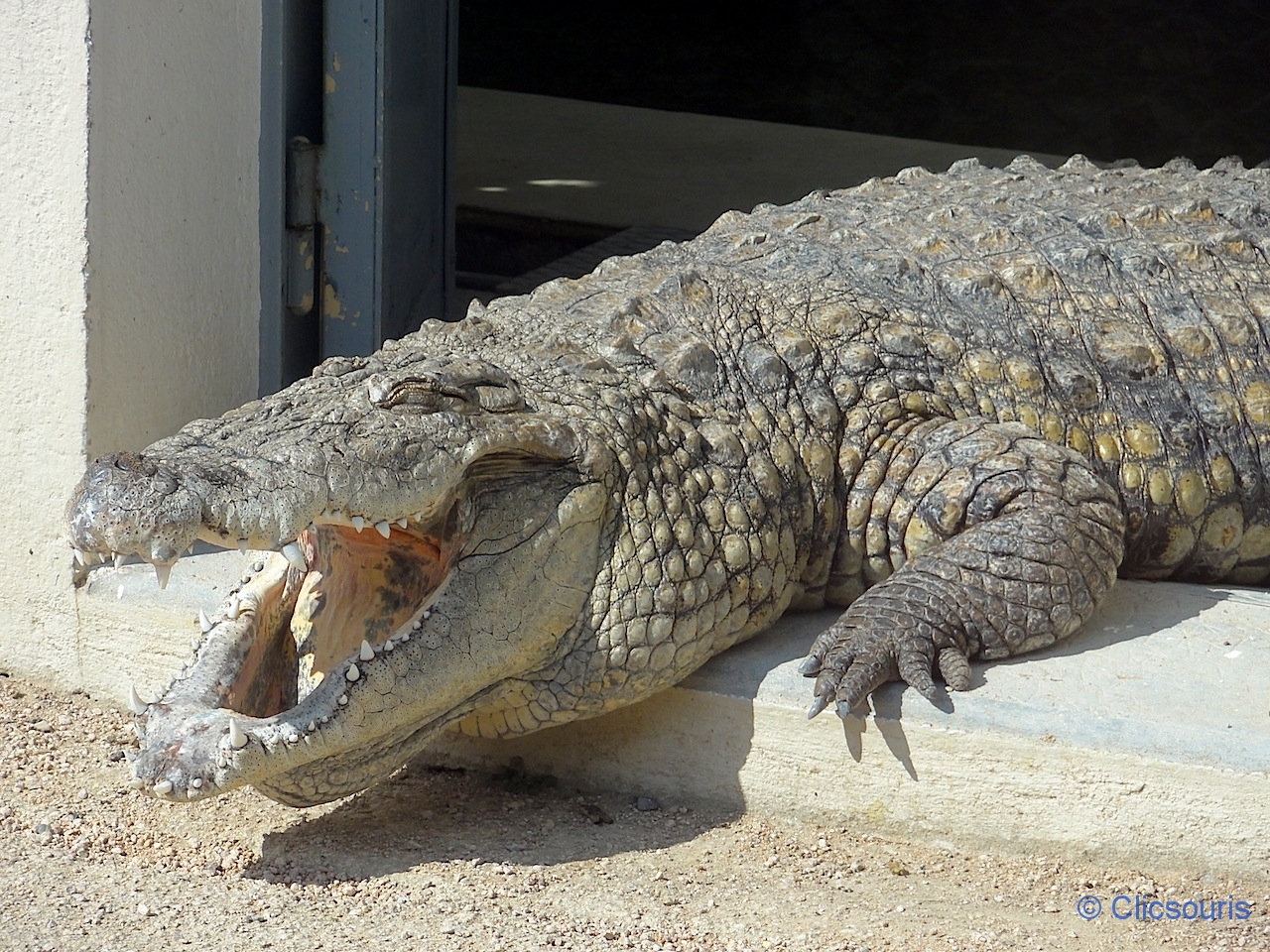 crocodile au parc de la Tête d'Or à Lyon