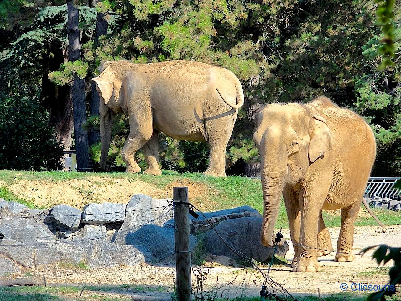 éléphants du parc de la Tête d'Or à Lyon