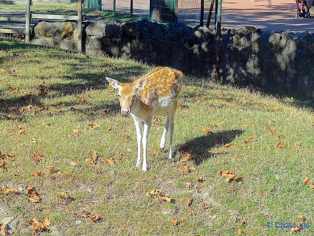 faon au parc de la Tête d'Or à Lyon