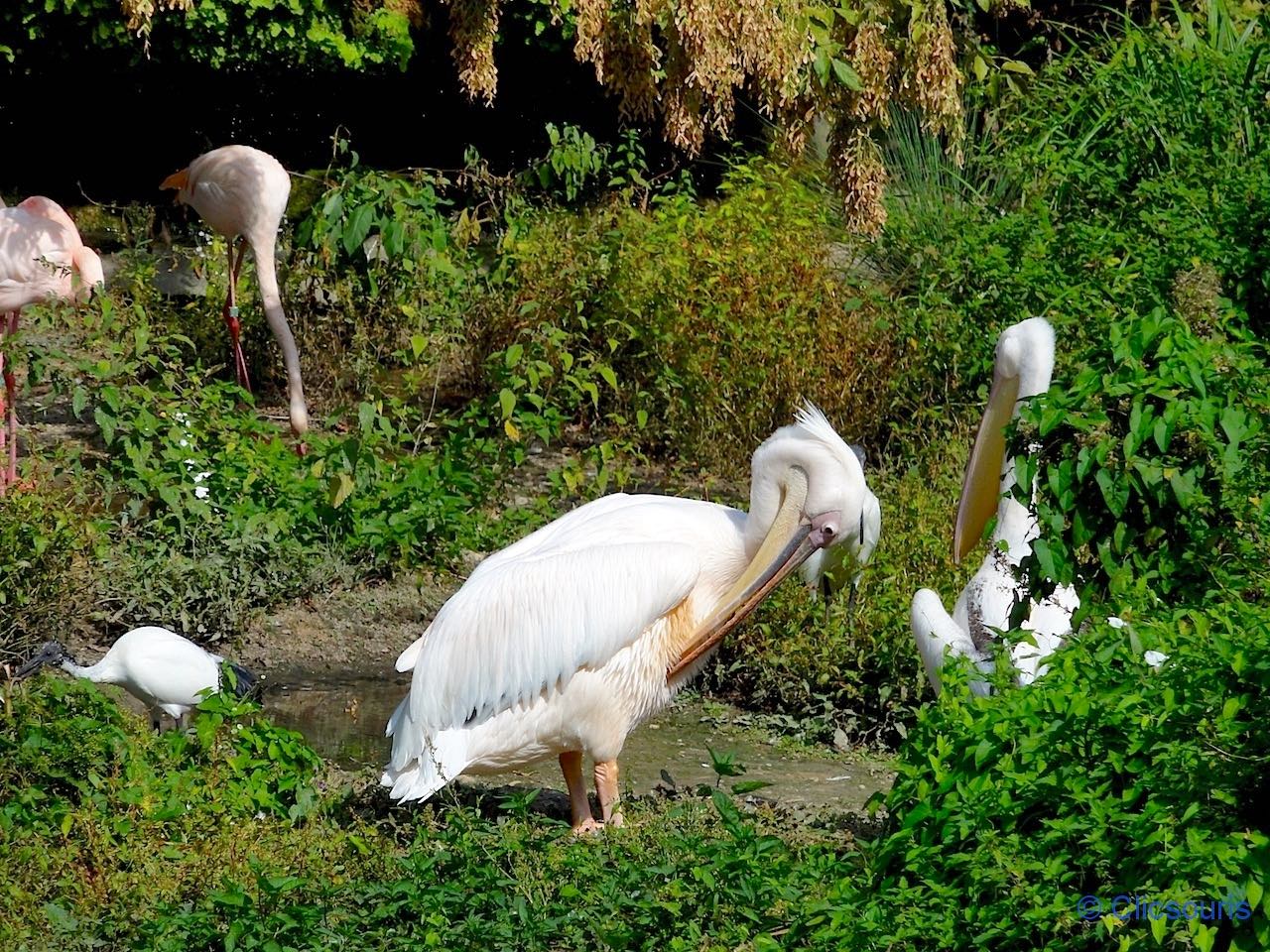 flamands du parc de la Tête d'Or à Lyon