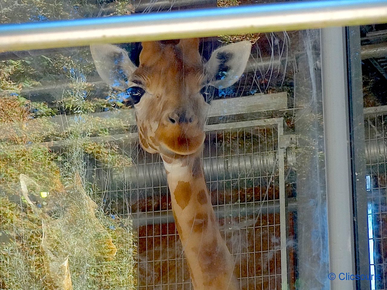 girafe au zoo du parc de la Tête d'Or à Lyon