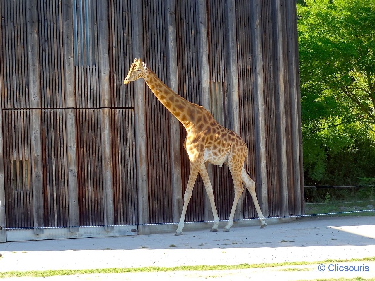 girafe au zoo du parc de la Tête d'Or à Lyon