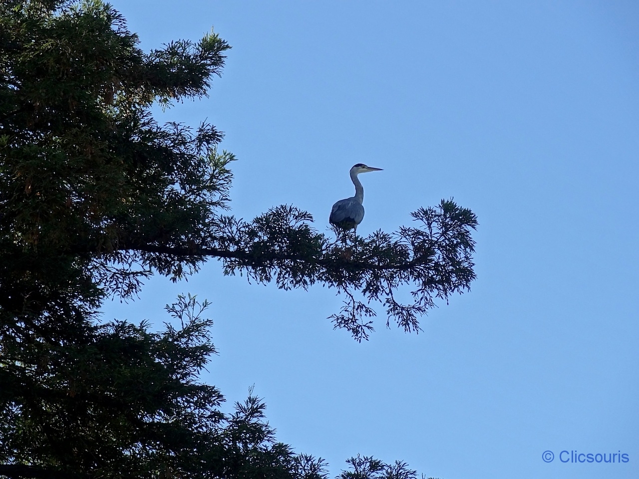 héron au parc de la Tête d'Or à Lyon