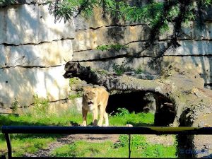 zoo du parc de la tête d'or à Lyon
