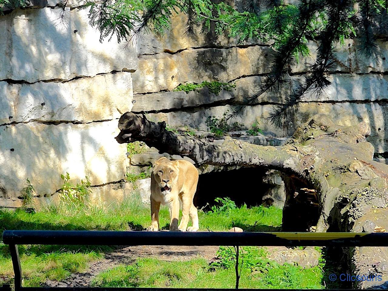 zoo du parc de la Tête d'Or à Lyon