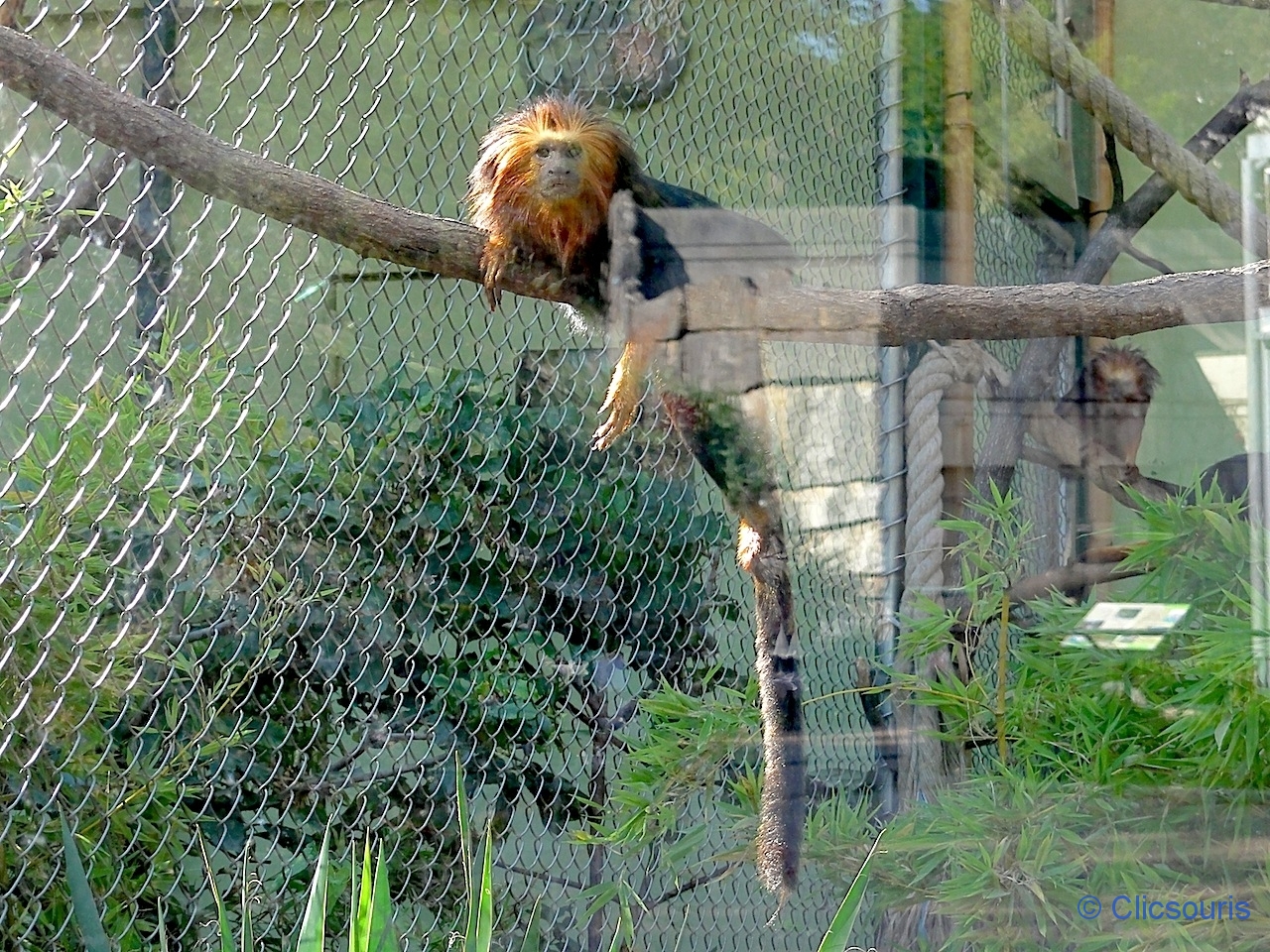 singe du parc de la Tête d'Or à Lyon