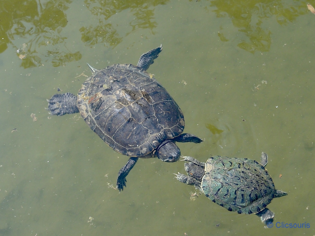 tortues du parc de la Tête d'Or à Lyon