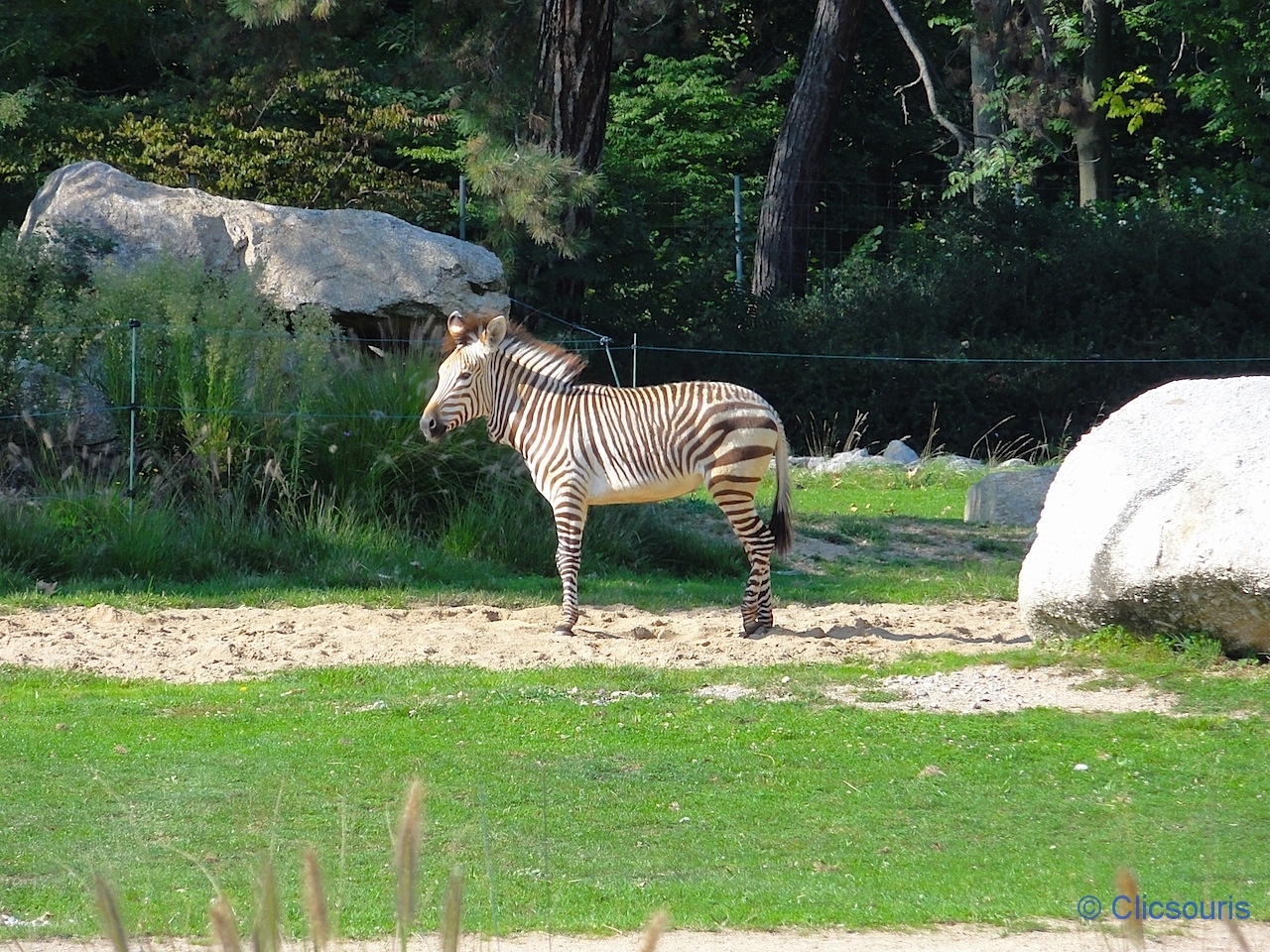 zèbre au parc de la Tête d'Or à Lyon