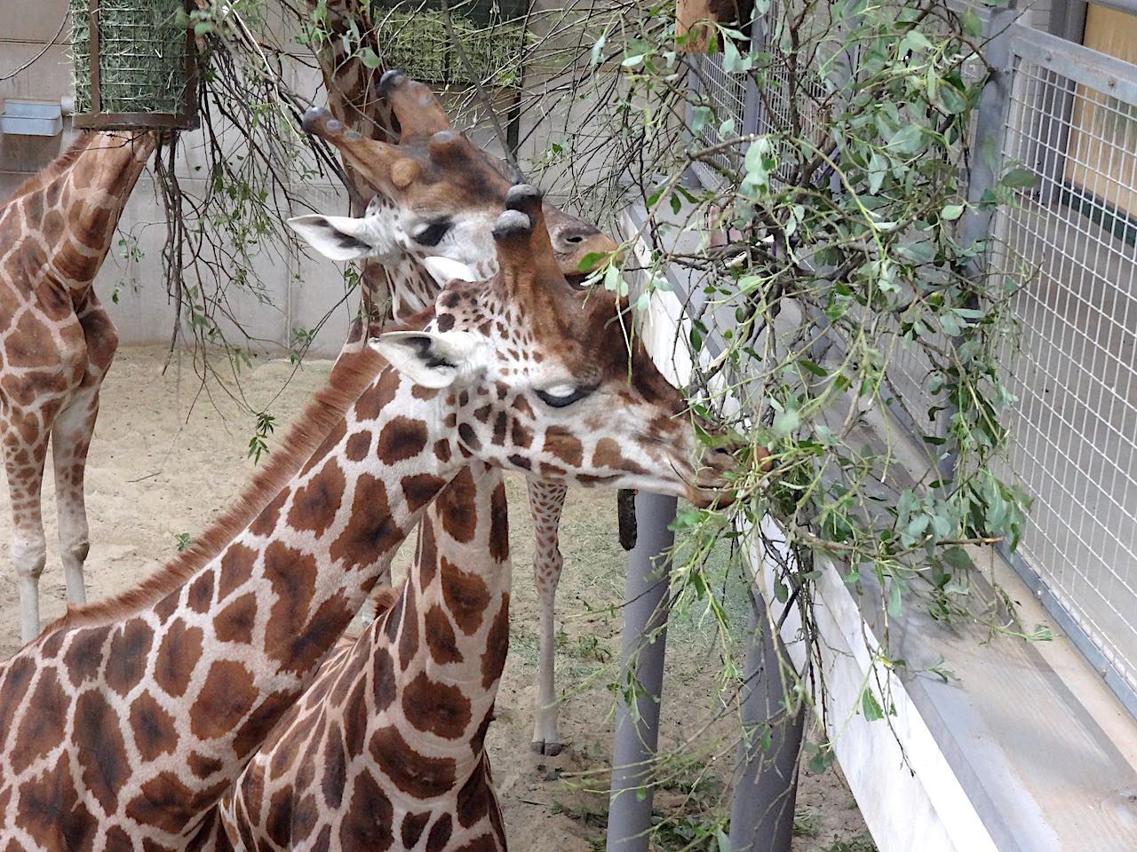 girafes zoo edimbourg