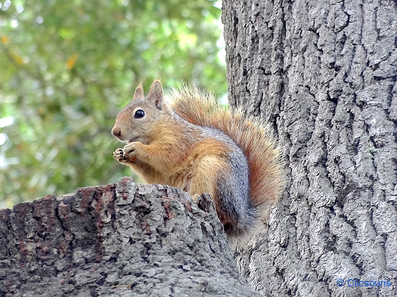 parc Emirgan à Istanbul