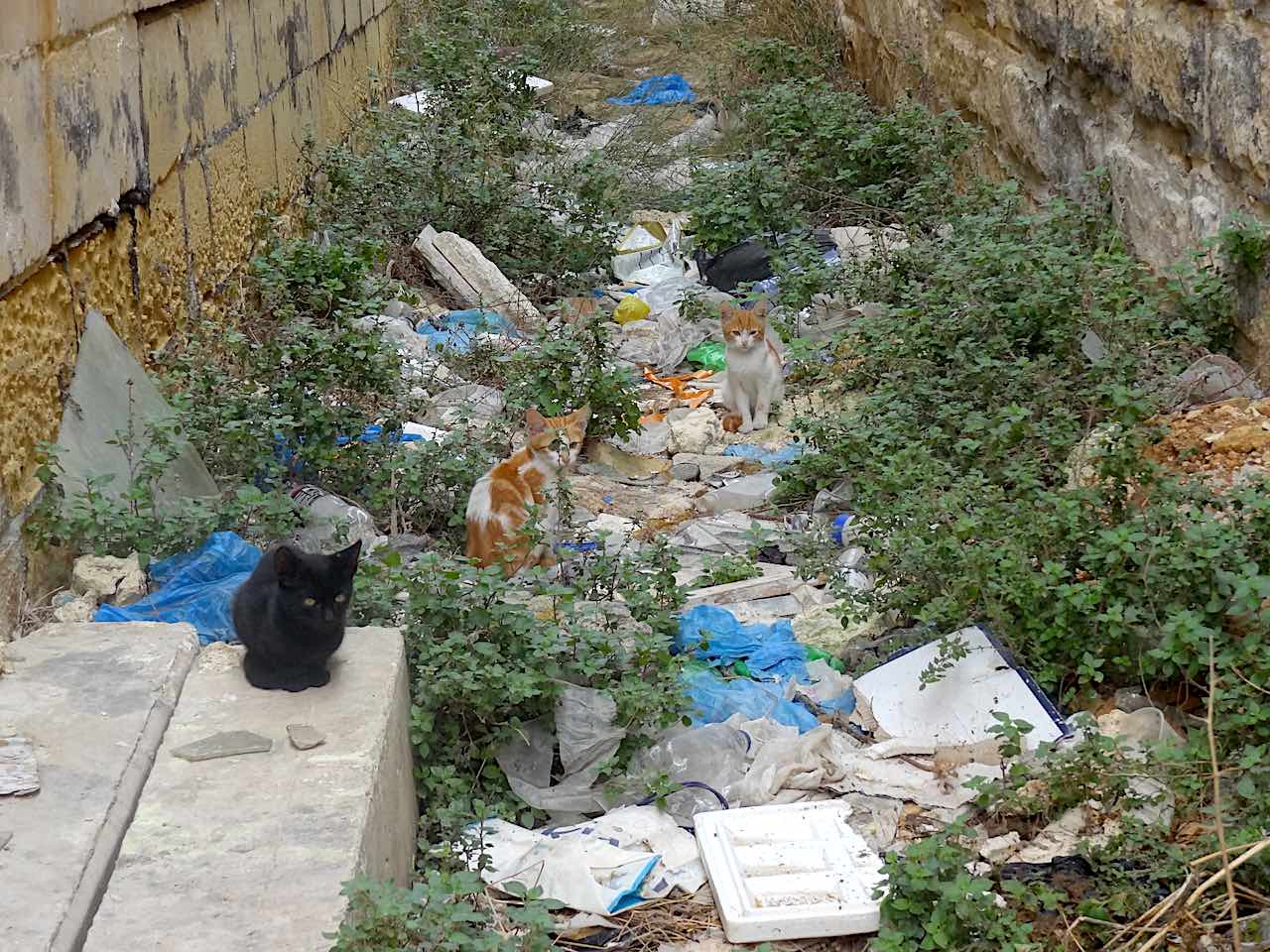 chats marsaxlokk