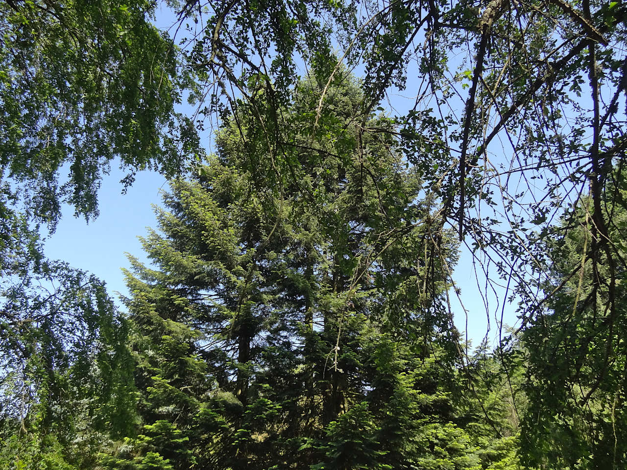 Arboretum de Lyons-la-Forêt