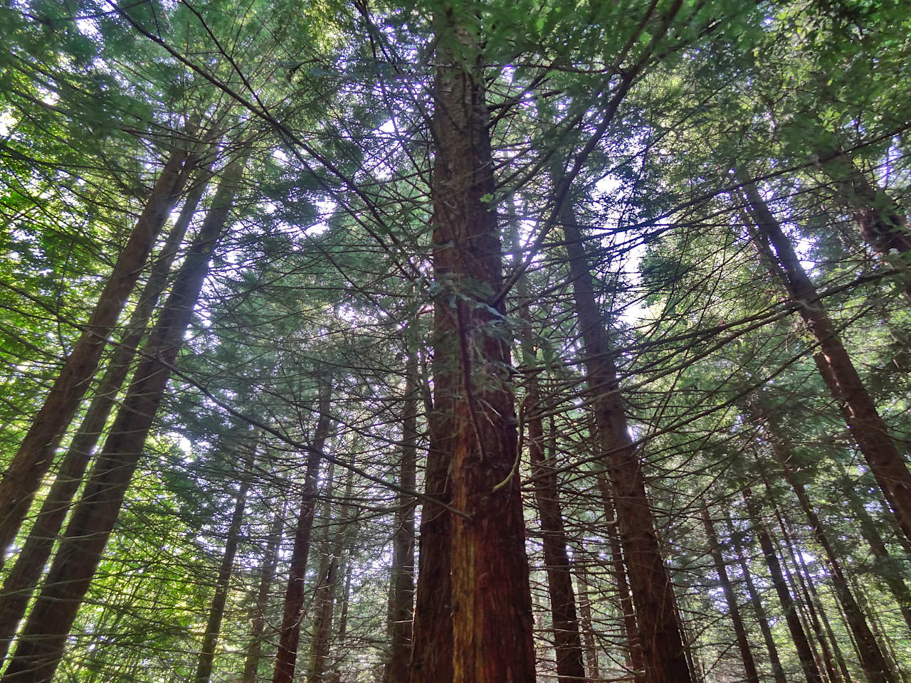 Arboretum de Lyons-la-Forêt