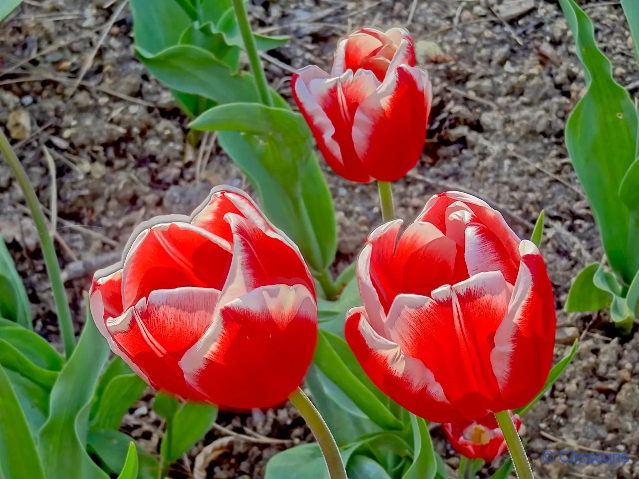 tulipes au parc floral du bois de Vincennes