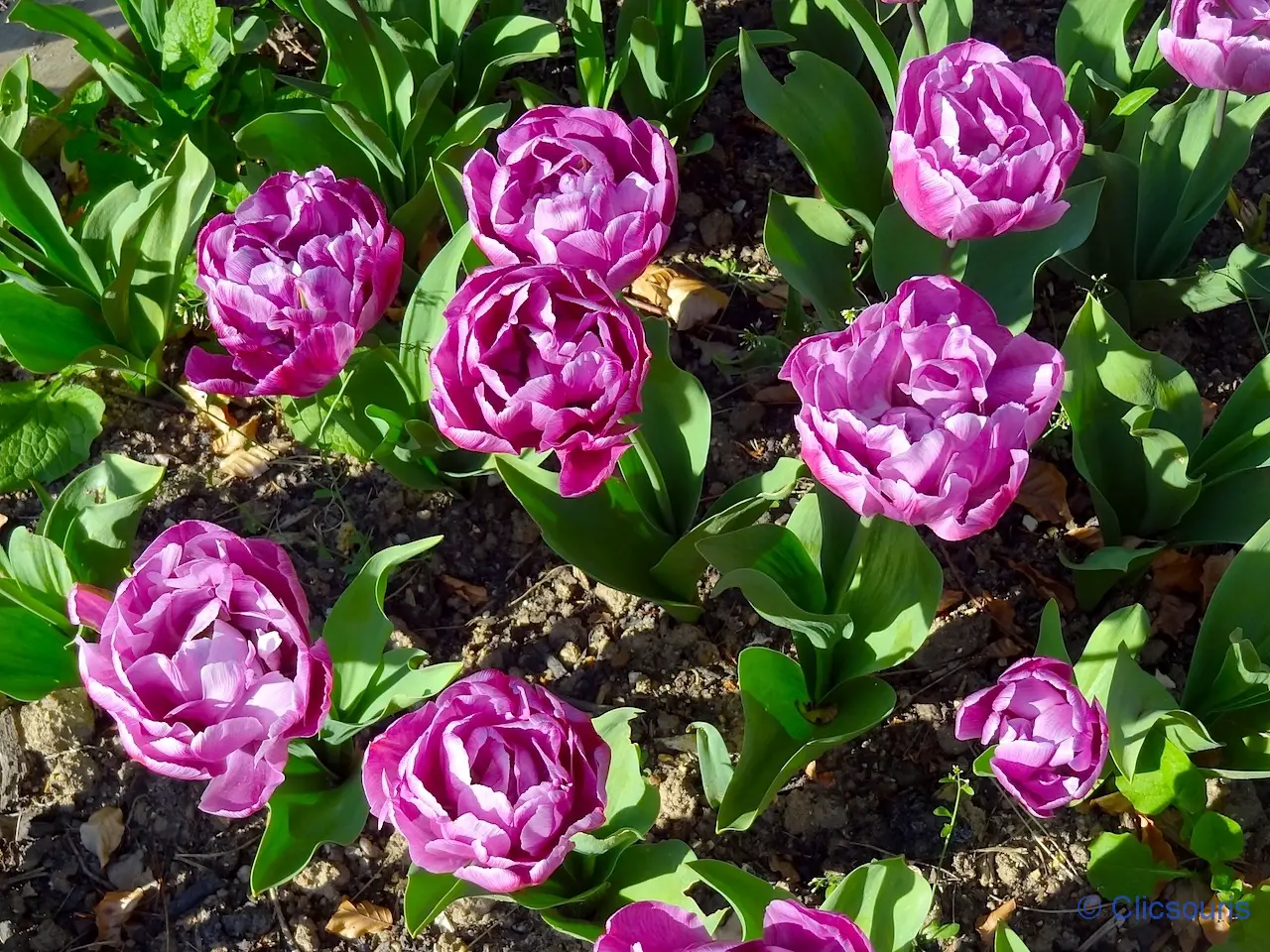 tulipes au parc floral du bois de Vincennes