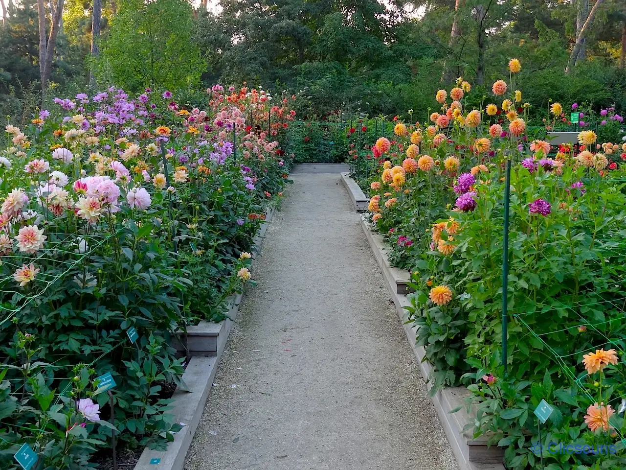 dahlias parc floral du bois de Vincennes