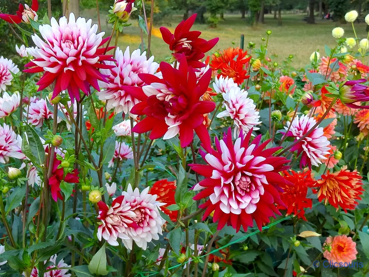 dahlias parc floral du bois de Vincennes