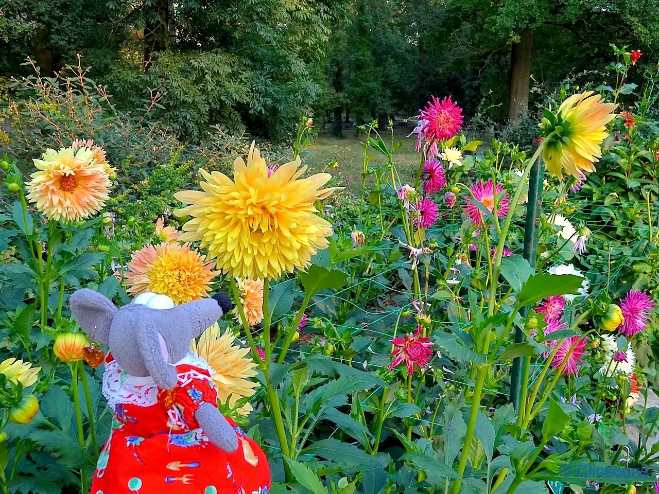 dahlias parc floral du bois de Vincennes