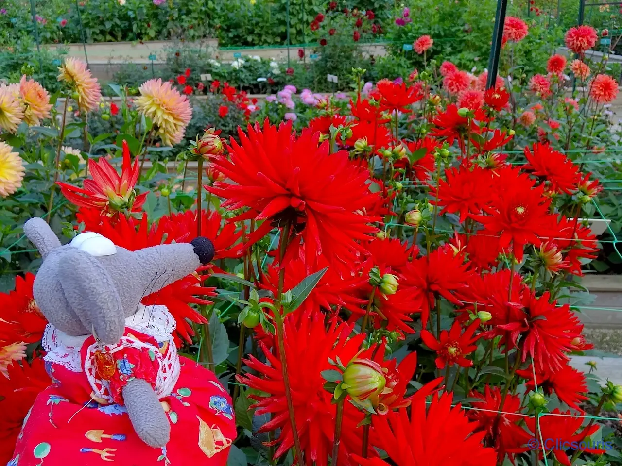 dahlias parc floral du bois de Vincennes