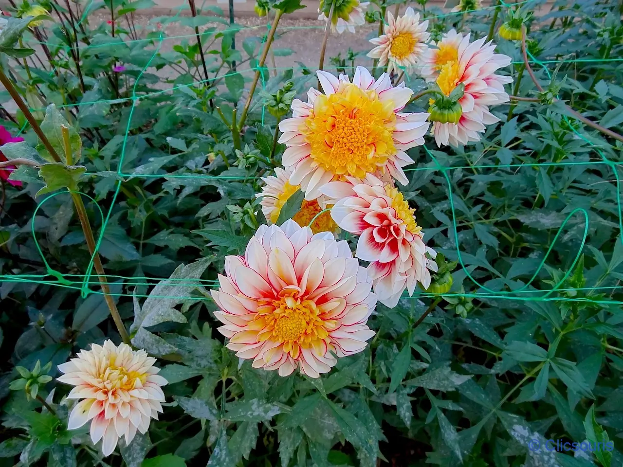 dahlias parc floral du bois de Vincennes