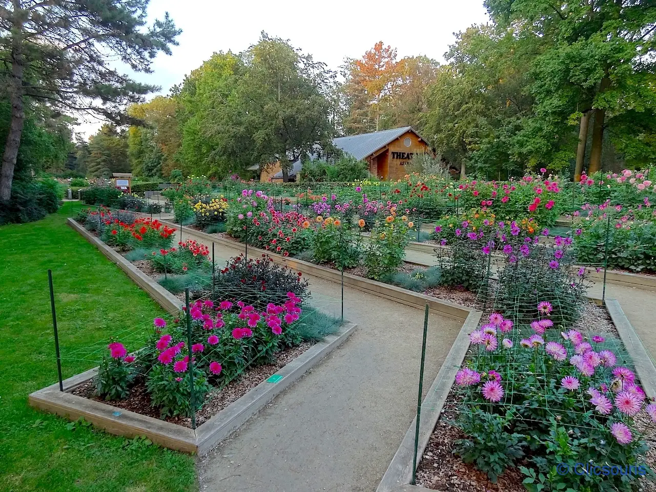 dahlias parc floral du bois de Vincennes