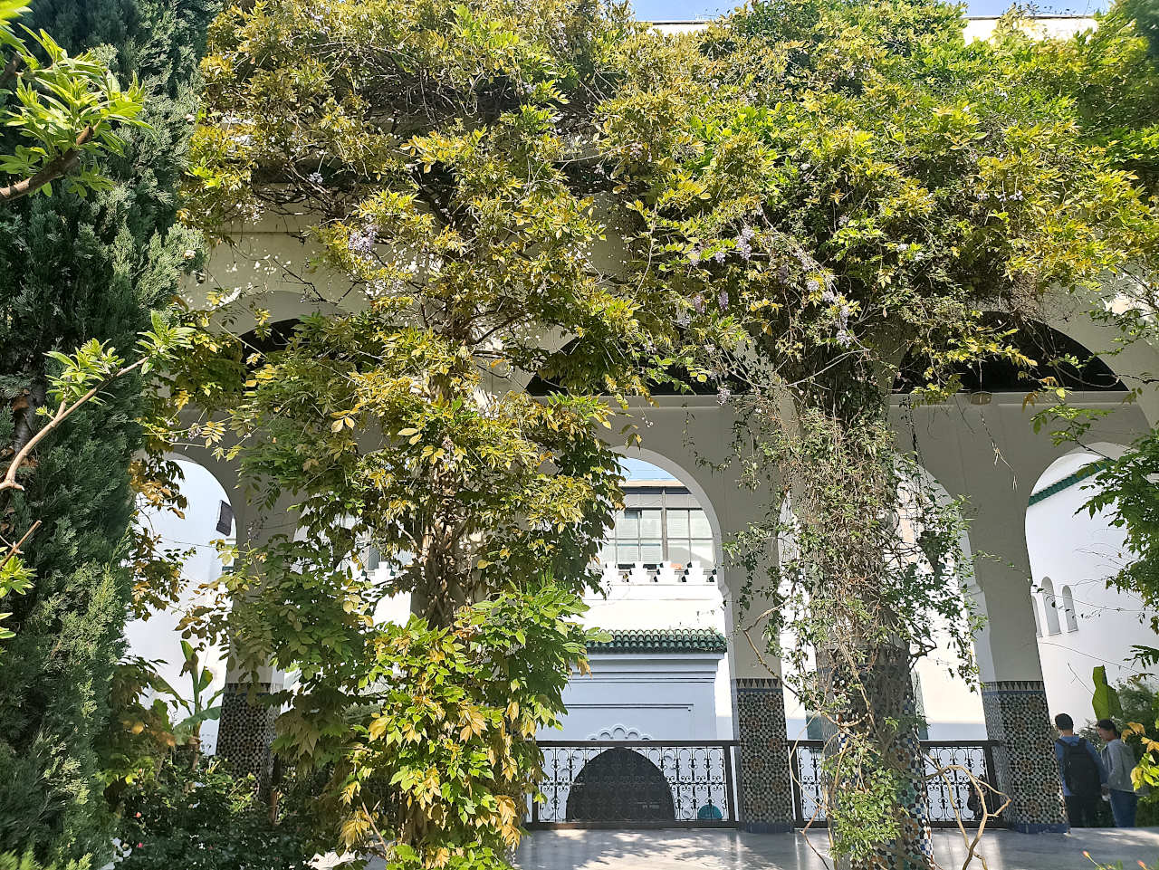 glycine du jardin de la grande mosquée de Paris