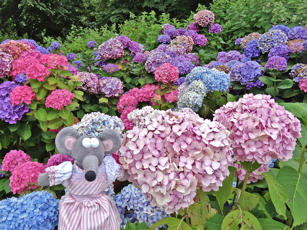 jardin des plantes d'Avranches