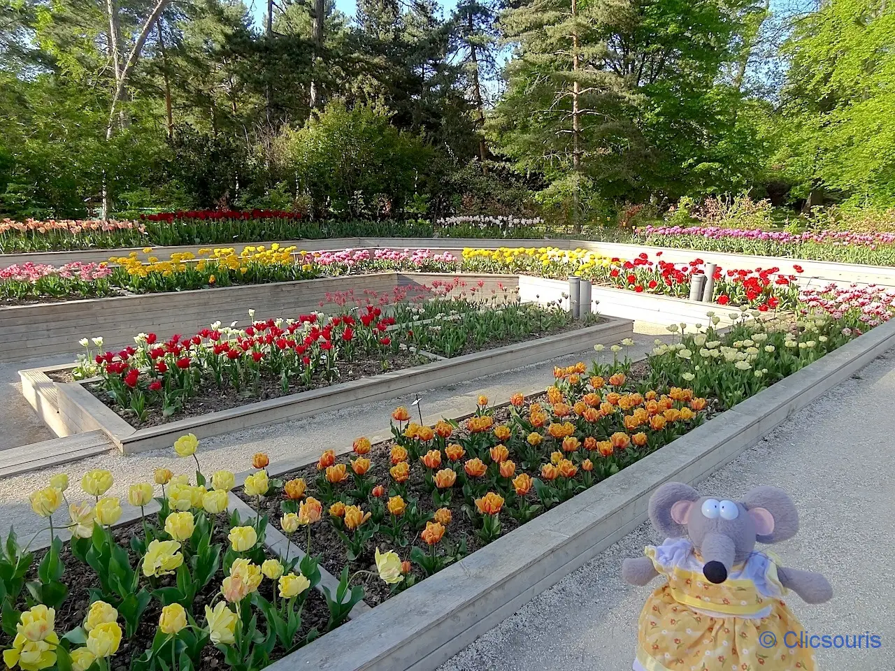 tulipes au parc floral du bois de Vincennes