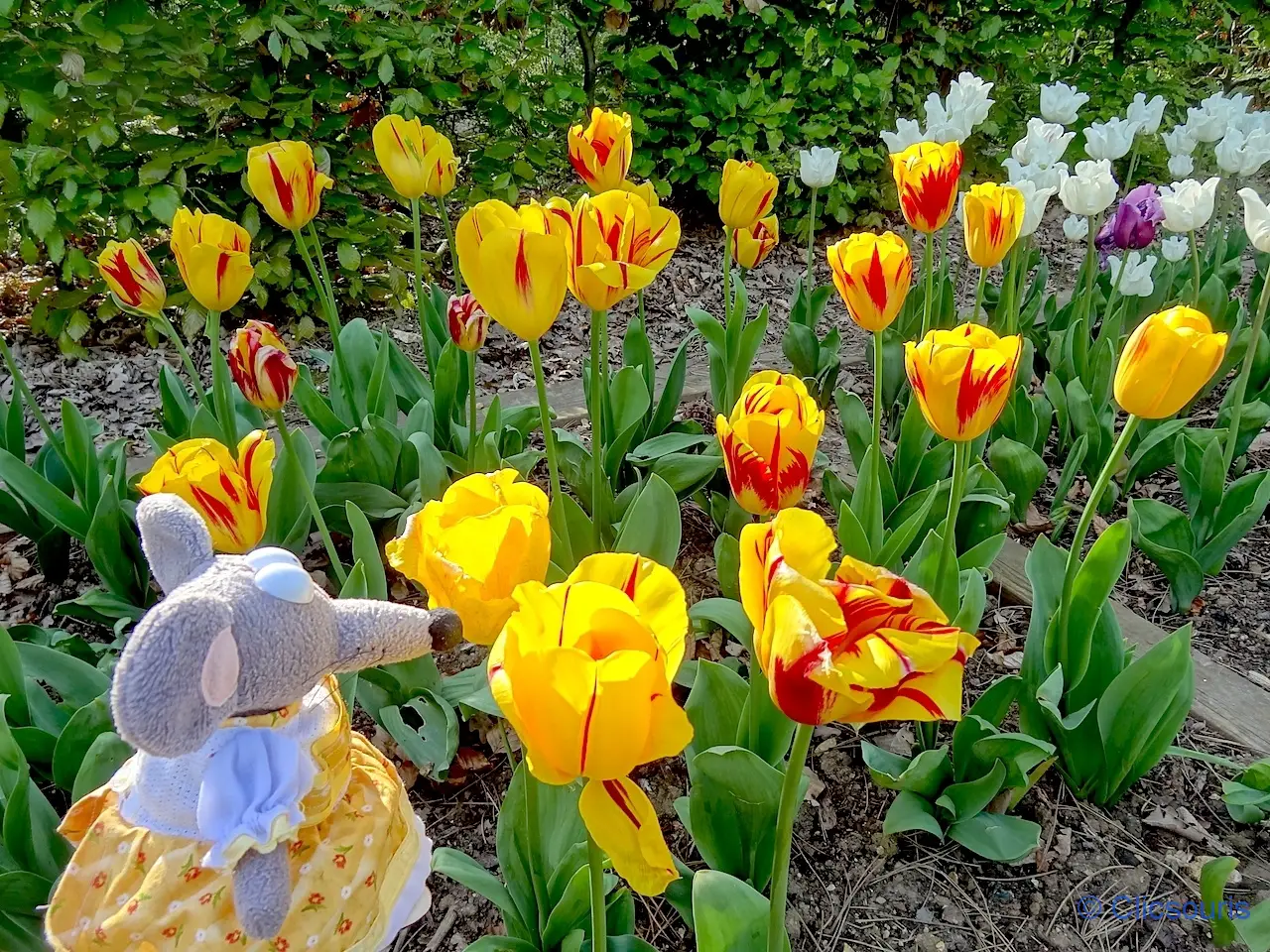 tulipes au parc floral du bois de Vincennes