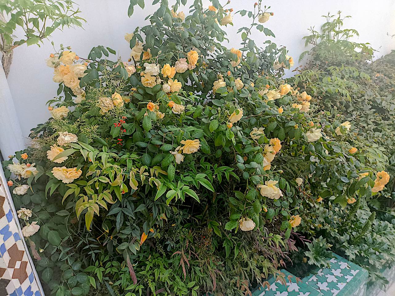 roses dans le jardin grande mosquée de Paris 