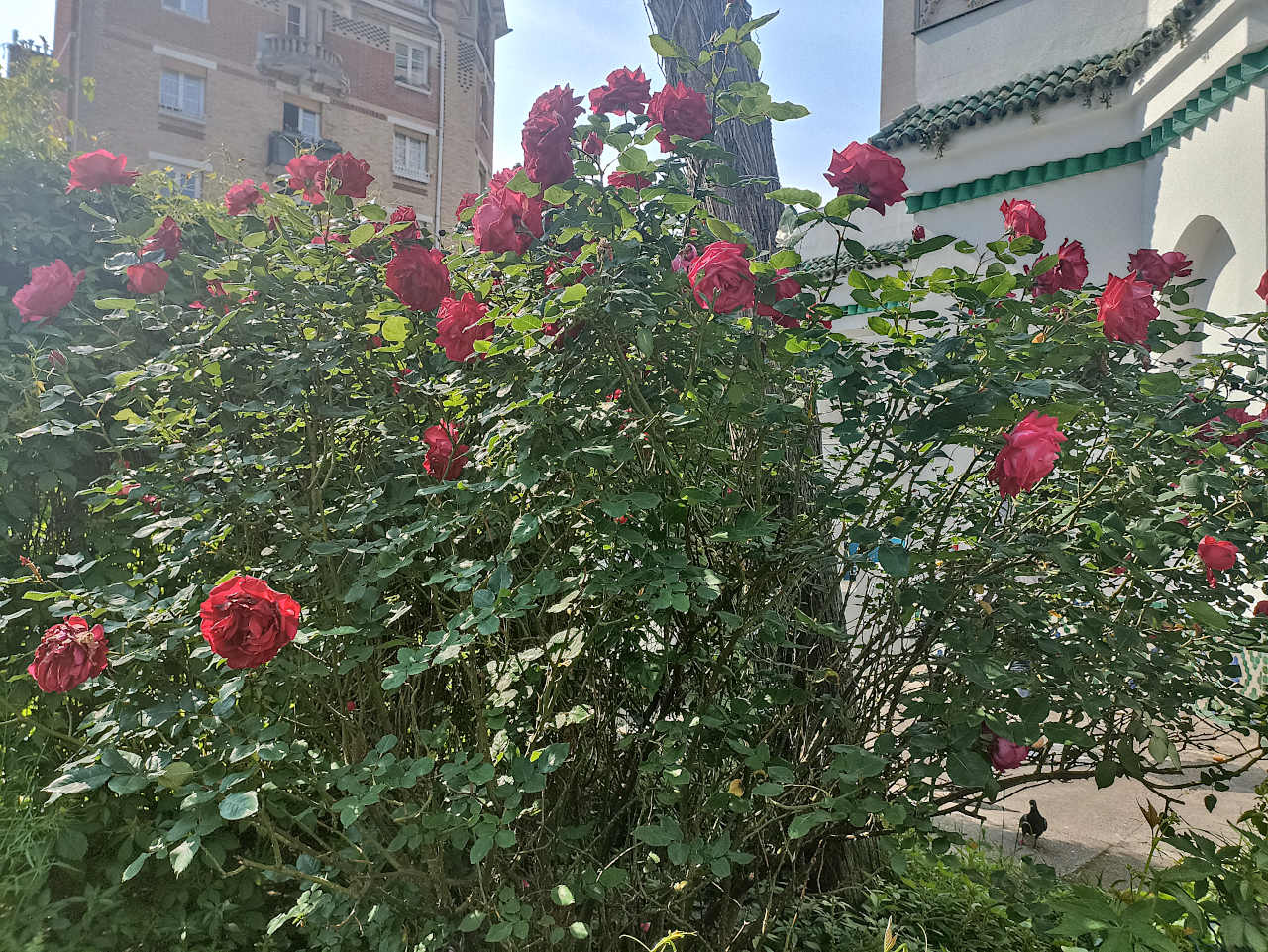 petit jardin grande mosquée de Paris