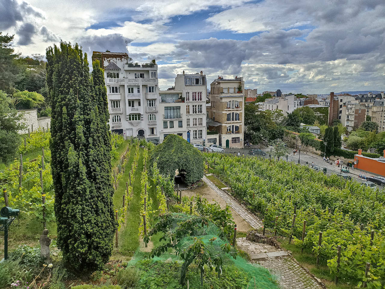 vue sur les vignes depuis le musée de Montmartre