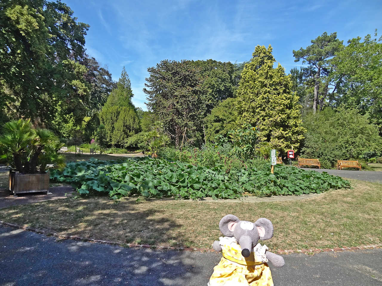 jardin des plantes de Caen