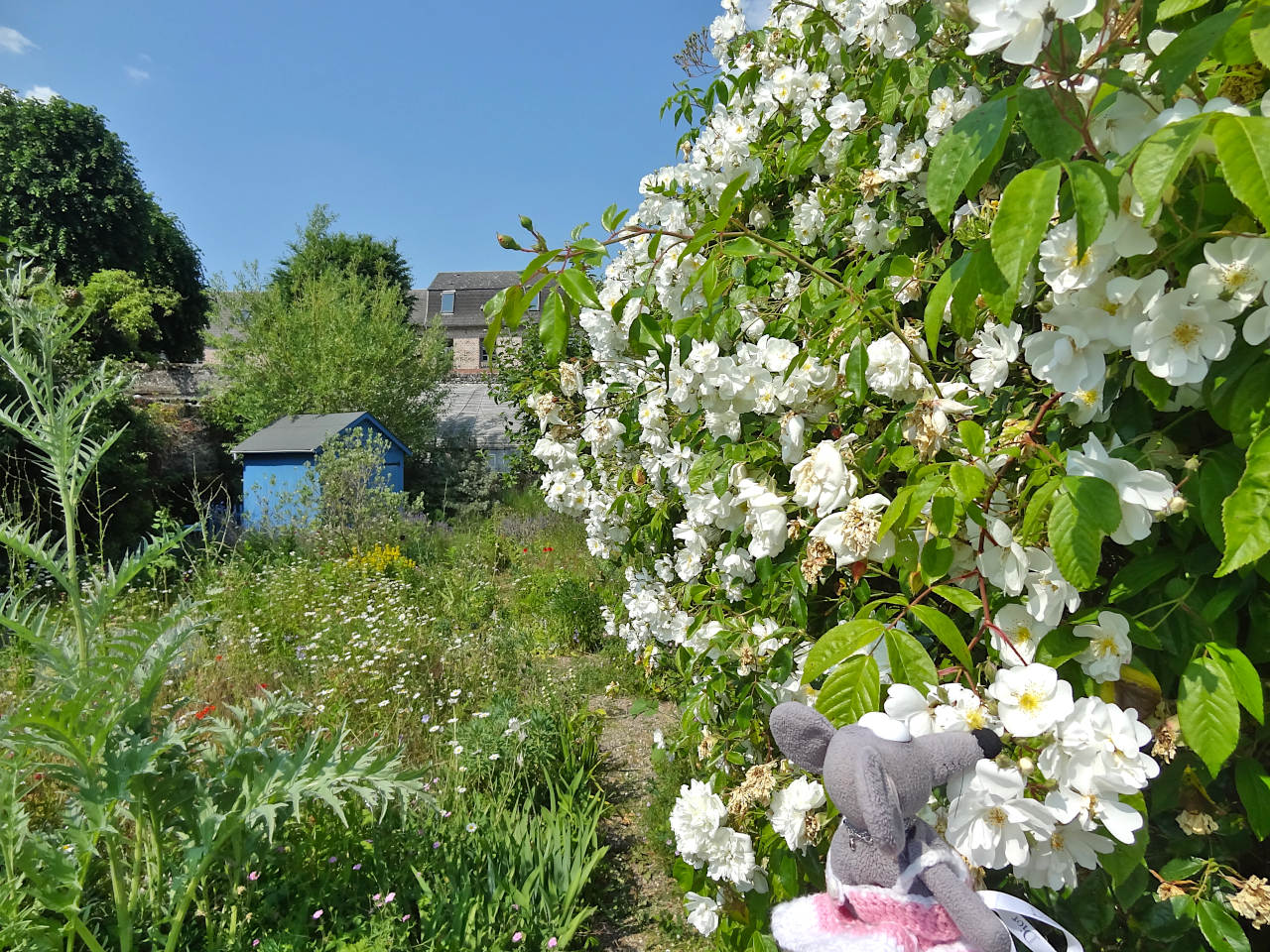 Herbarium Saint-Valery-sur-Somme