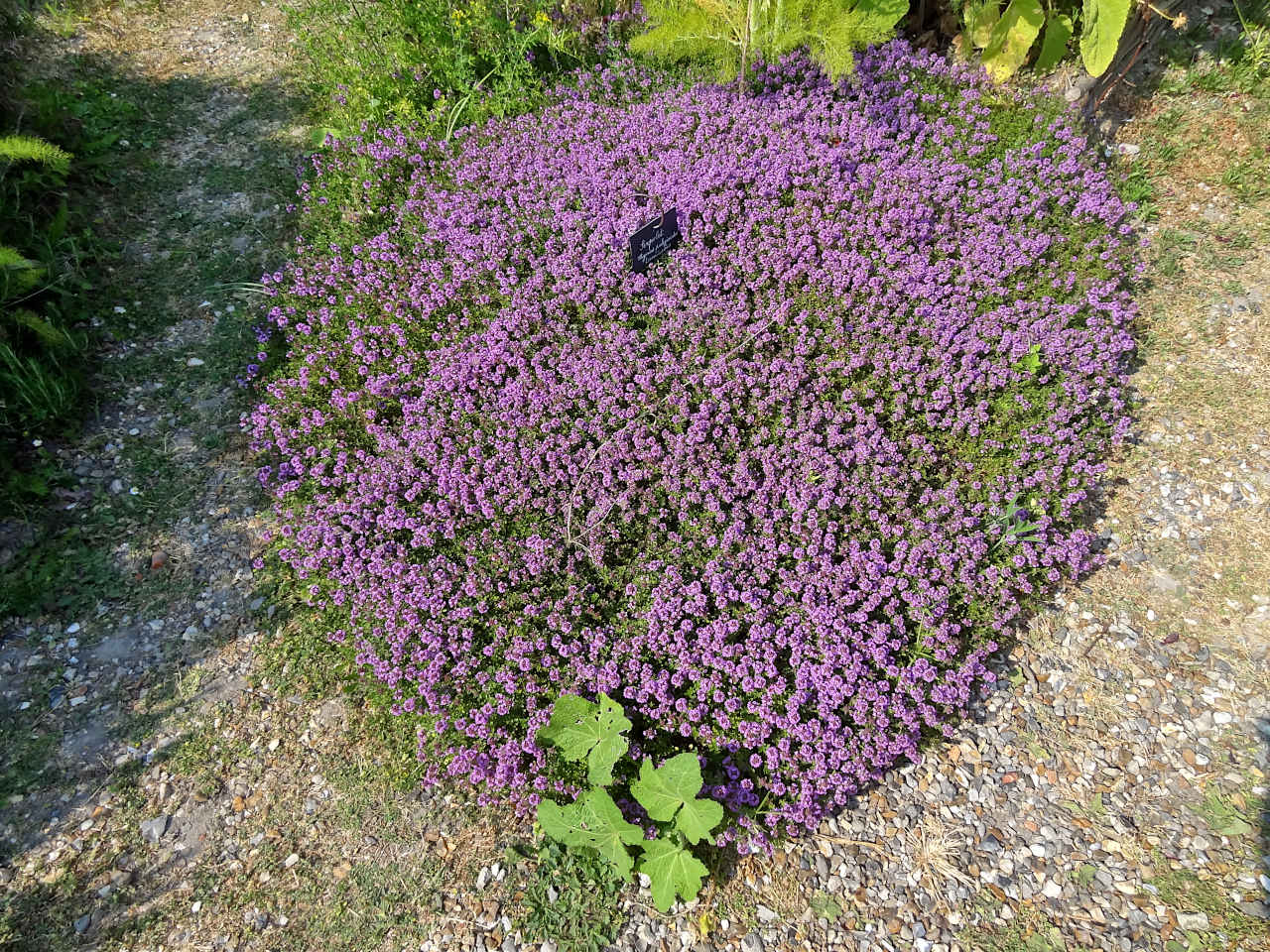 Herbarium Saint-Valery-sur-Somme