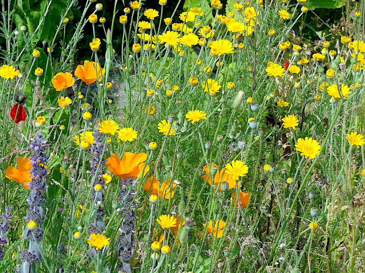 Herbarium de Saint-Valery-sur-Somme