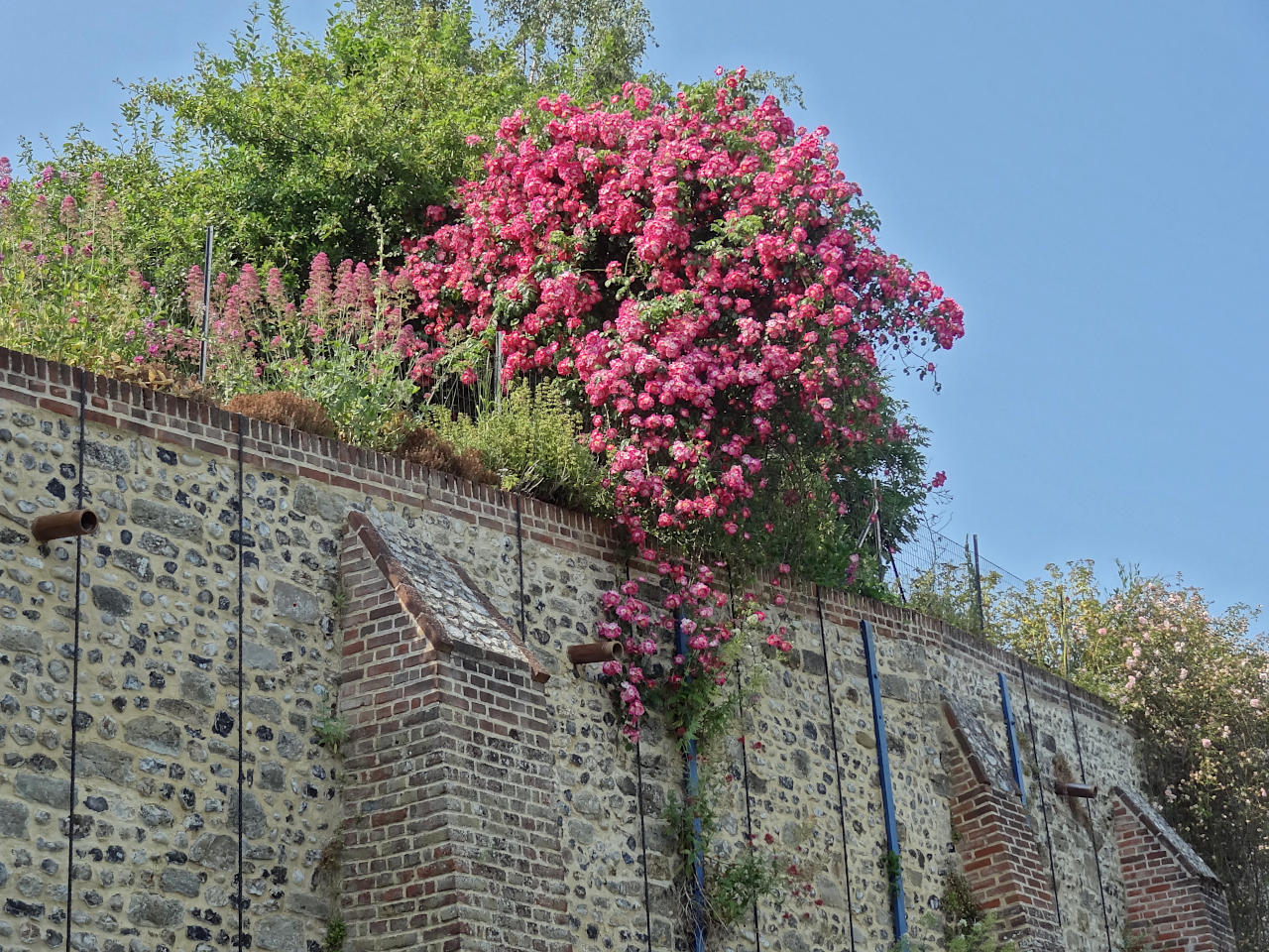 Herbarium de Saint-Valery-sur-Somme