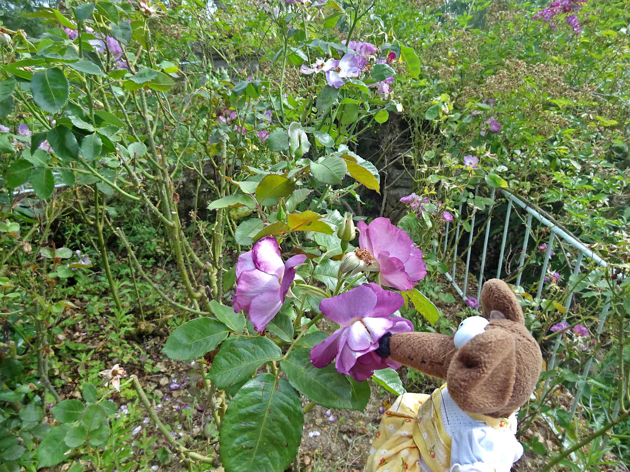 jardin Henri le Sidaner à Gerberoy