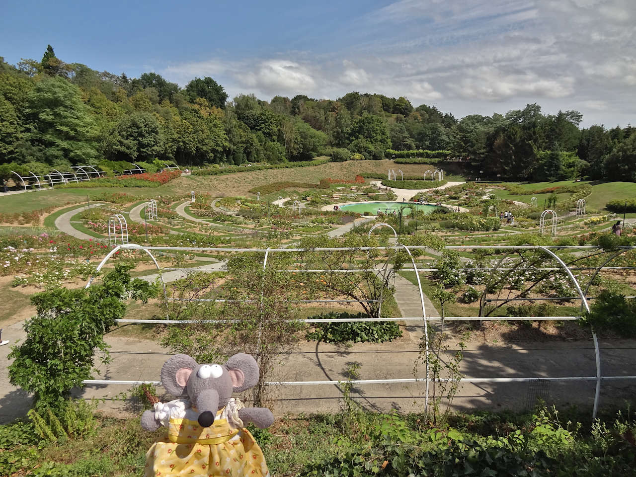 roseraie du Parc de la colline aux oiseaux à Caen