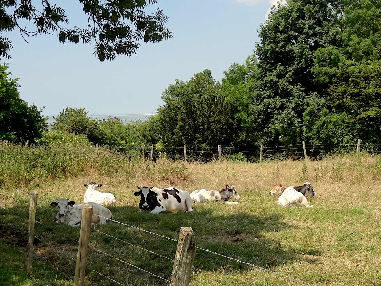 vaches à Saint-Valery